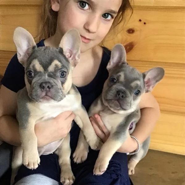 disponibili cuccioli di bulldog francese | Foto 0