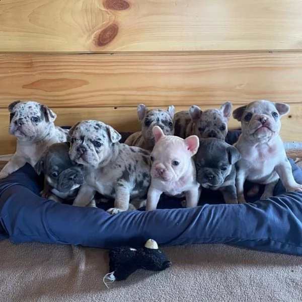 disponibili cuccioli di bulldog francese