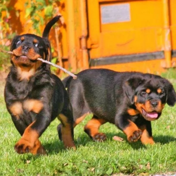 regalo cuccioli rottweiler bellissimi cuccioli di rottweiler di prima scelta in pronta consegna micr