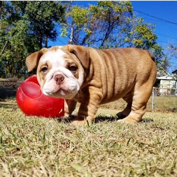 bulldog in adozione