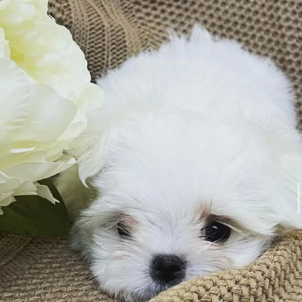 regalo maltese | Foto 0