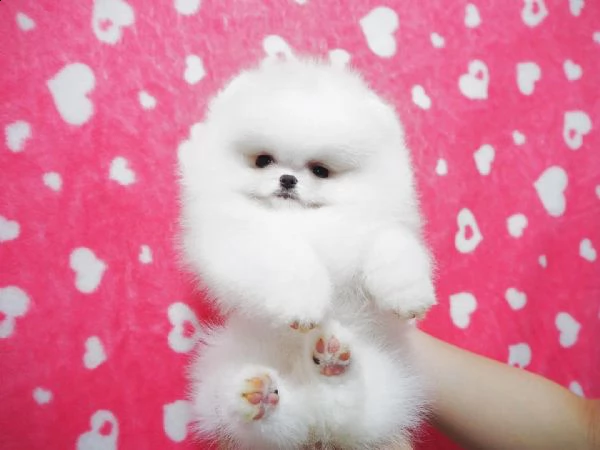 cuccioli di spitz pomerania | Foto 3