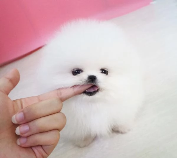 cuccioli di spitz pomerania | Foto 2