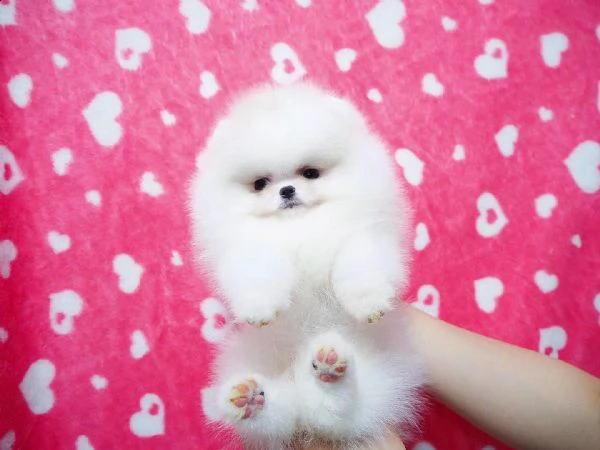 cuccioli di spitz pomerania | Foto 1