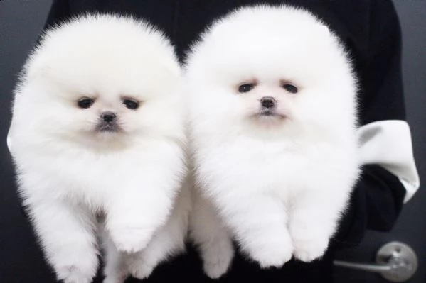 cuccioli di spitz pomerania