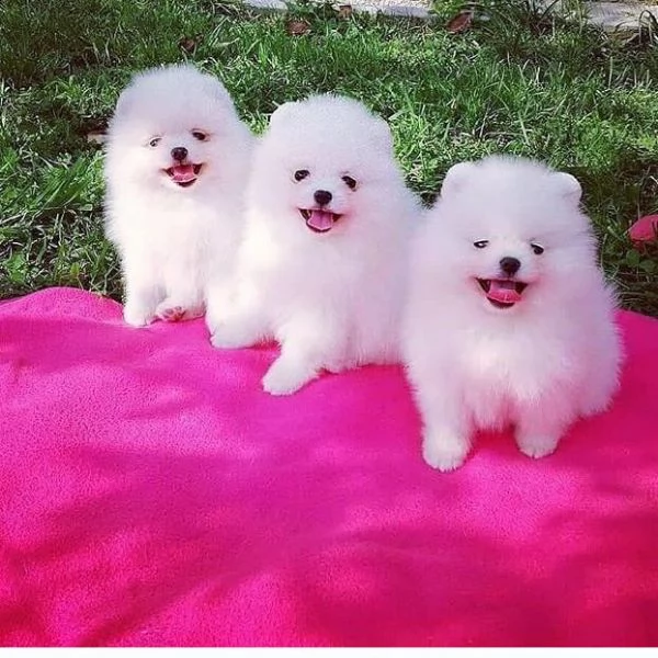 disponibili cuccioli di pomerania toy
