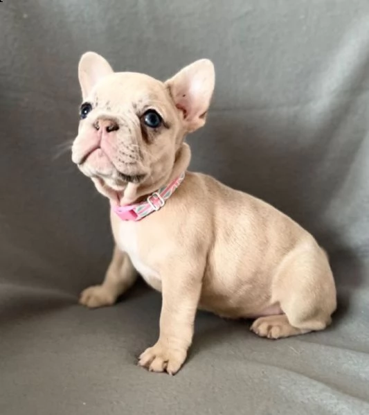 bouledogue francese molto bellini