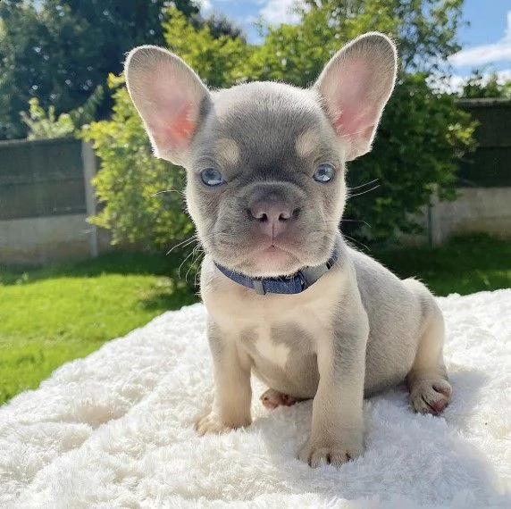 cucciola bouledogue francese