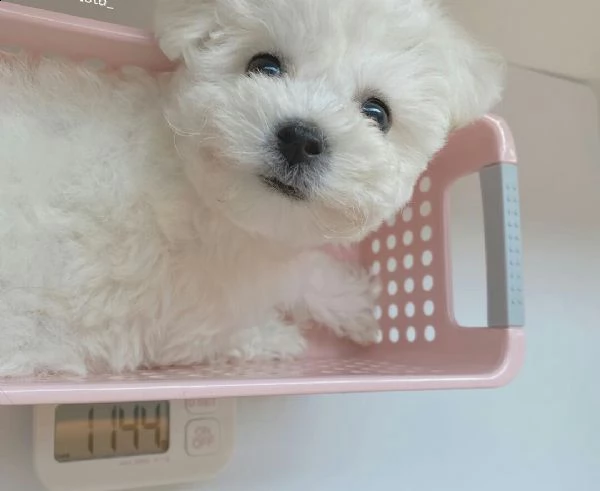  regalo maltese | Foto 0