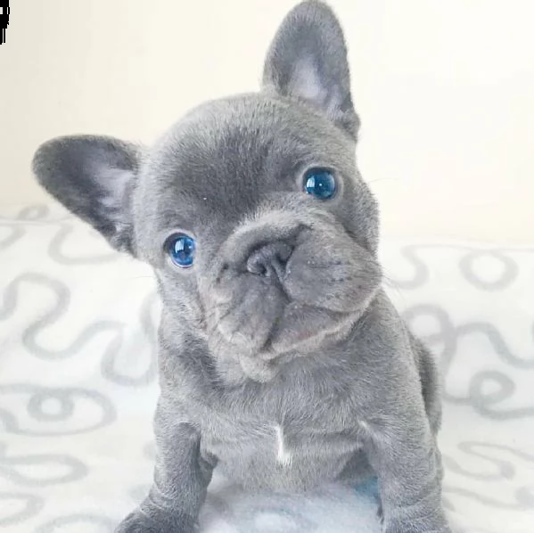  regalo bouledogue francese
