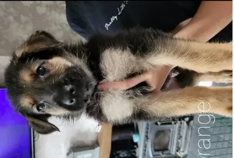 splendidi pastore tedesco con pedigree | Foto 0