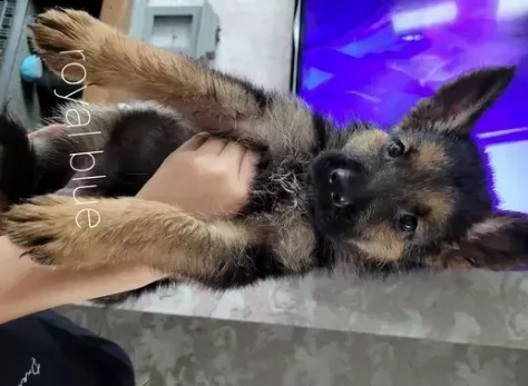 splendidi pastore tedesco con pedigree