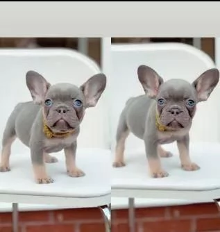 cuccioli di bouledogue francese di 3 mesi