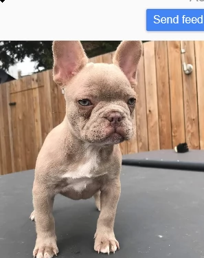 cuccioli di bouledogue francese di 3 mesi | Foto 0