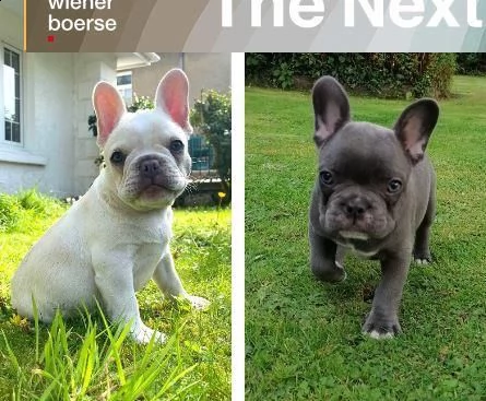 due bellissimi cuccioli di 3 mesi bouledogue francese