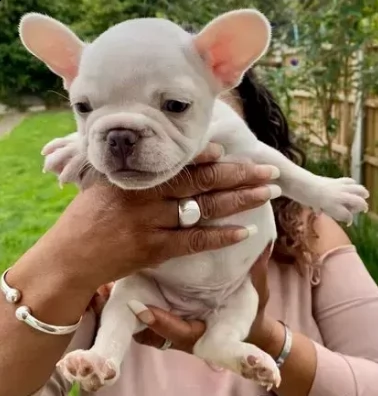 cucciolino di bouledogue francese cerca casa