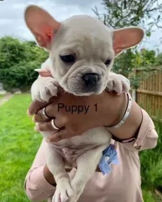 cucciolino di bouledogue francese cerca casa | Foto 0
