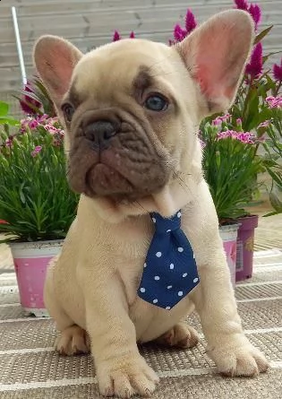 cuccioli dolce bouledogue francese