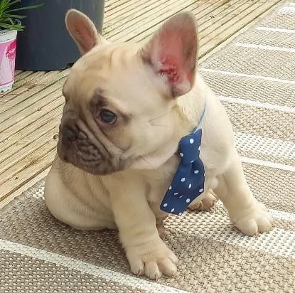 cuccioli dolce bouledogue francese | Foto 0