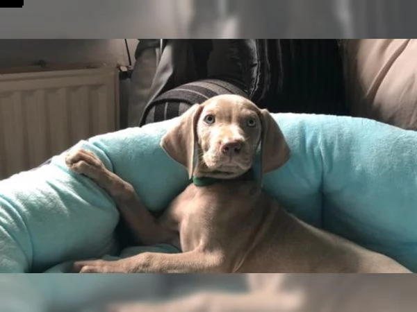cuccioli weimaraner argento con documenti