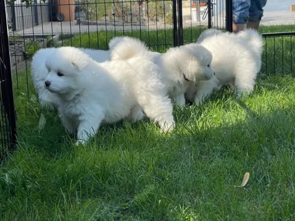 affascinanti cuccioli di razza samoiedo | Foto 1