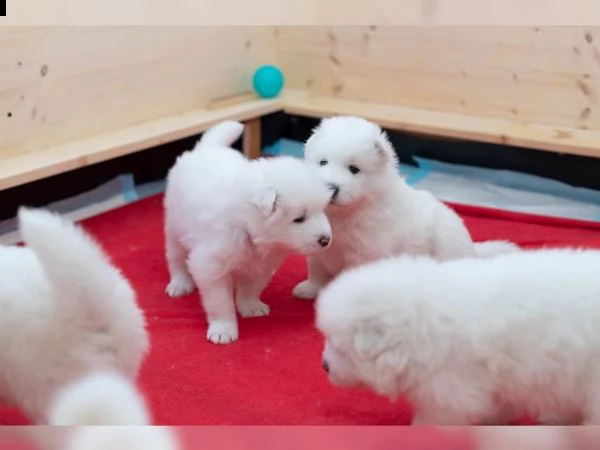 affascinanti cuccioli di razza samoiedo | Foto 0
