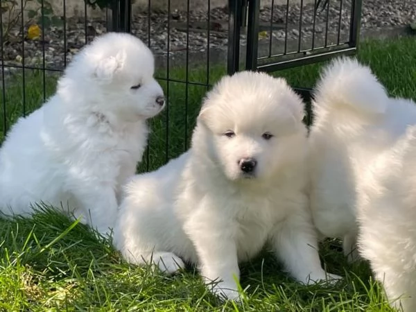 affascinanti cuccioli di razza samoiedo