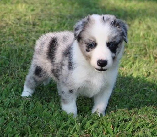 disponibili cuccioli di pastore australiano per adozione