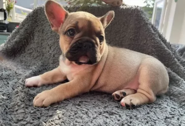 cucciolo di bulldog francese pronti per l'adozione | Foto 1