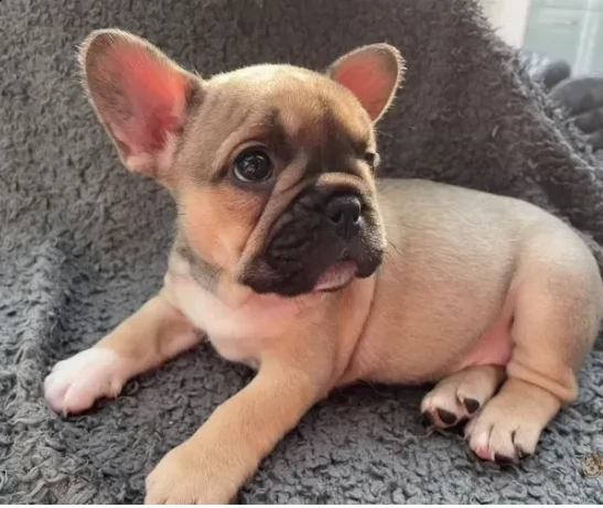cucciolo di bulldog francese pronti per l'adozione