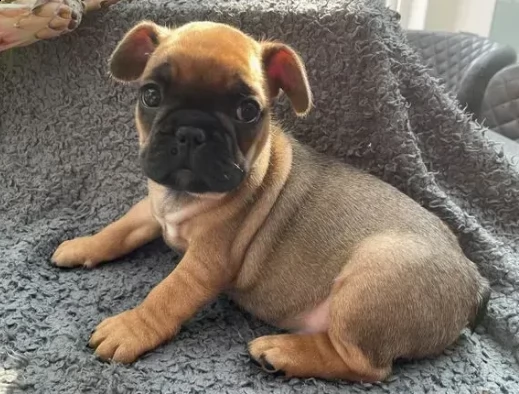 cucciolo di bulldog francese pronti per l'adozione | Foto 0