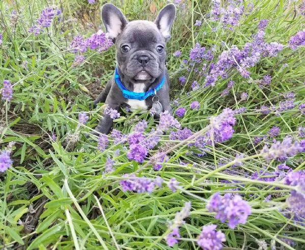  regalo bouledogue francese