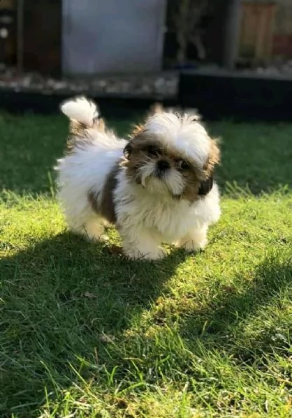  regalo shih-tzu  toy | Foto 0