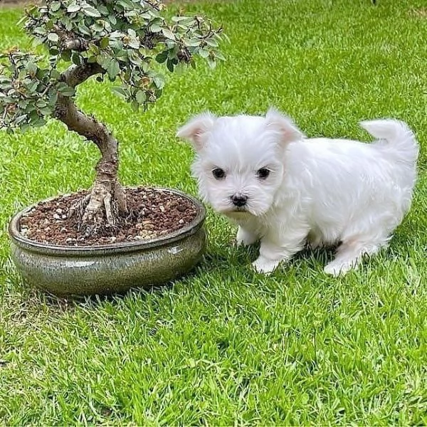  regalo maltese | Foto 0