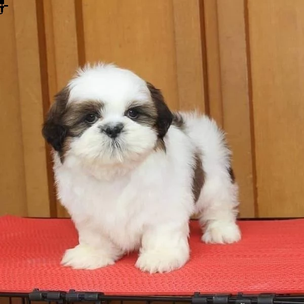    regalo shih-tzu  toy