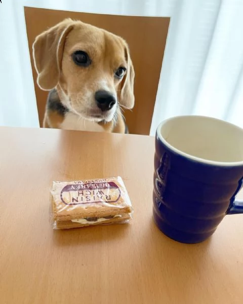 meraviglioso regalo di beagle  cuccioli di beagle ottimo pedigree, già vaccinati, sverminati e dotat
