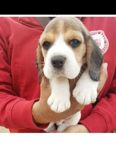 regalo beagle | Foto 0