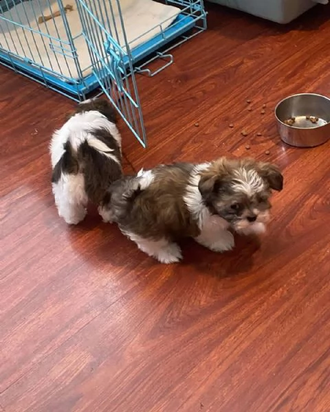   regalo shih-tzu  toy | Foto 0