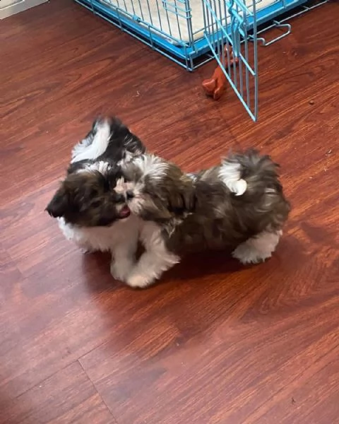    regalo shih-tzu  toy