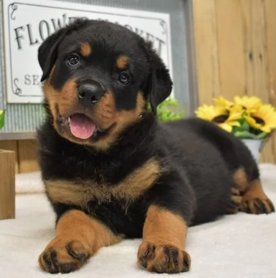  cucciolo di rottweiler