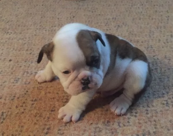cuccioli di bulldog inglese
