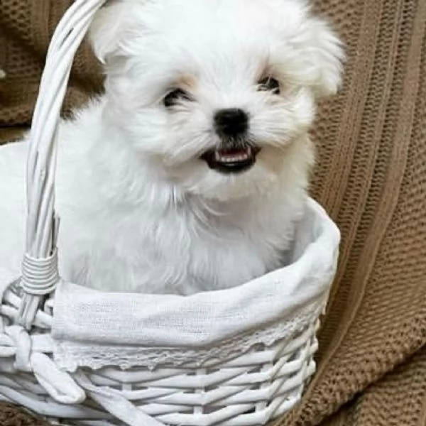 maltese nano... | Foto 0