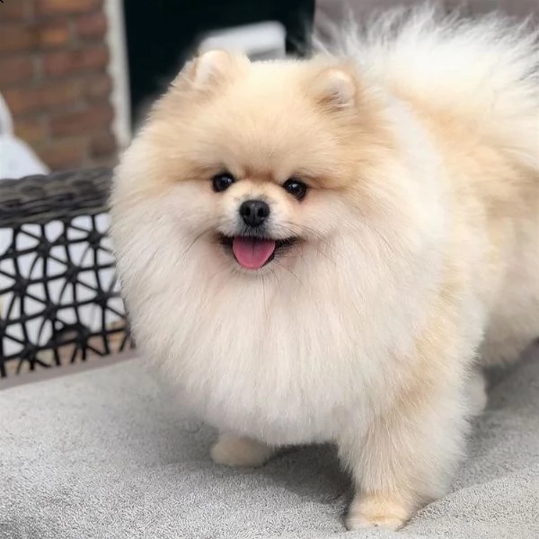 regalo di cuccioli di volpino pomeranian   adorabili cuccioli di volpino pomeranian  femmine e masch