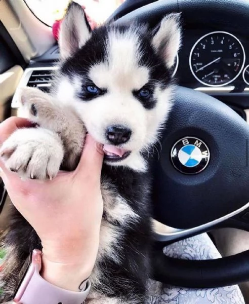 regalo cuccioli di razza siberiano husky consegna con il libretto sanitario,  il michrochip, vaccina