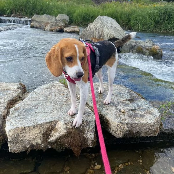 regalo cuccioli dolce e bella beagle stiamo dando questi nostri cuccioli sani maschi e femmine in un
