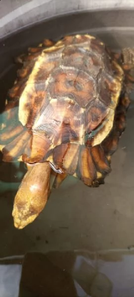 tartaruga di hermann femmina