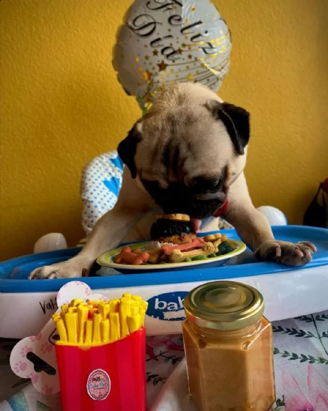 regalo cuccioli di calino bellissimi cuccioli disponibili, carattere adorabile ,sono docili ed affet