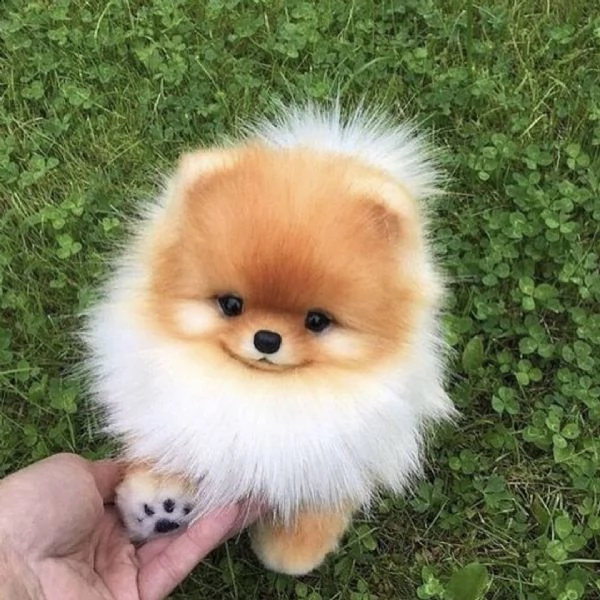 cuccioli di spitz, volpini di pomerania toy . vengono ceduti vaccinati,vermifugati e con trattamento