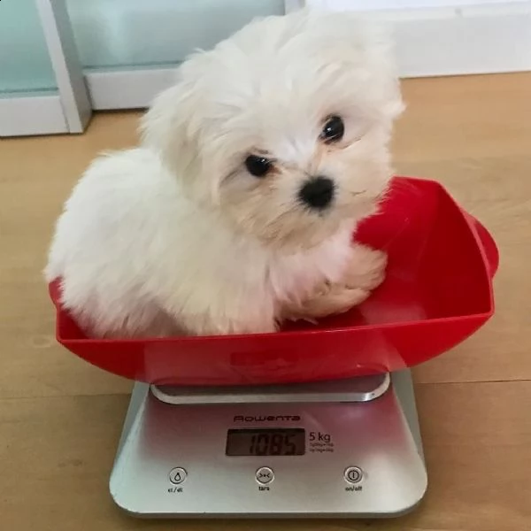 maltese nano...