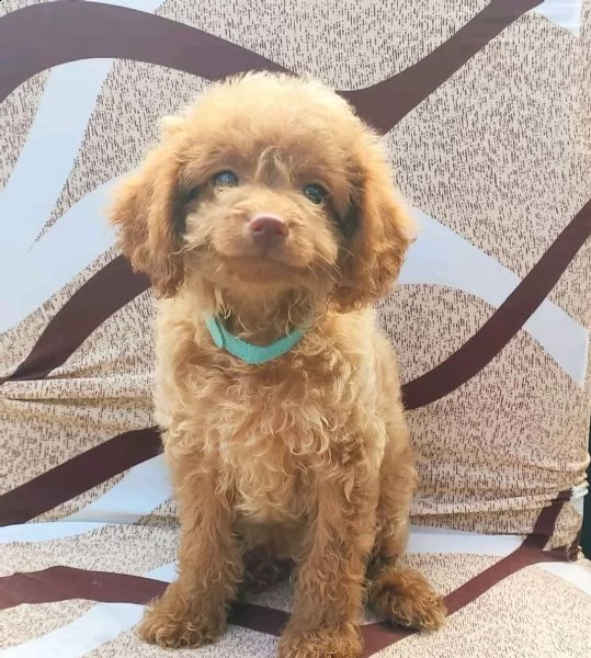 cuccioli di barboncino toy 